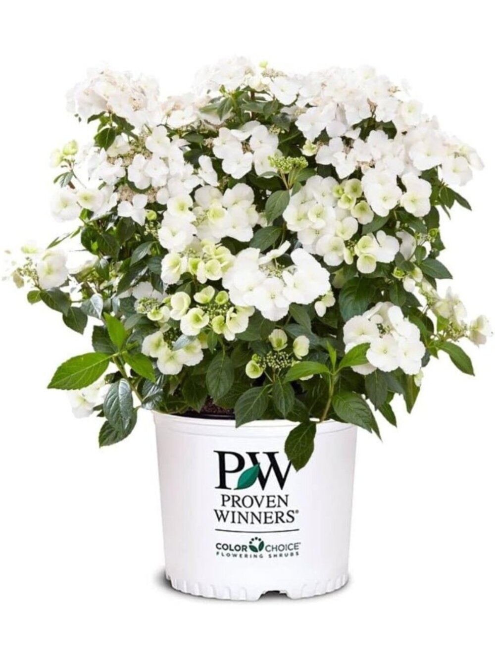 2 Gal. Fairytrail Bride Hydrangea Shrub - Stunning Blooming Plant for Gardens